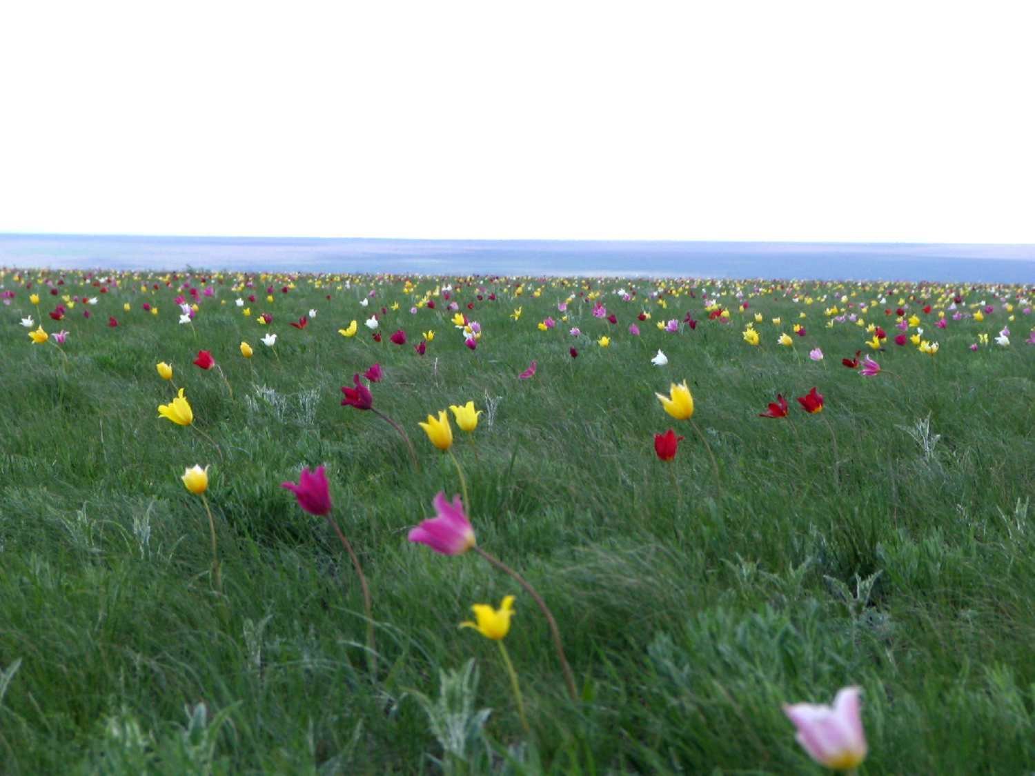 Степи казахстана весной фото