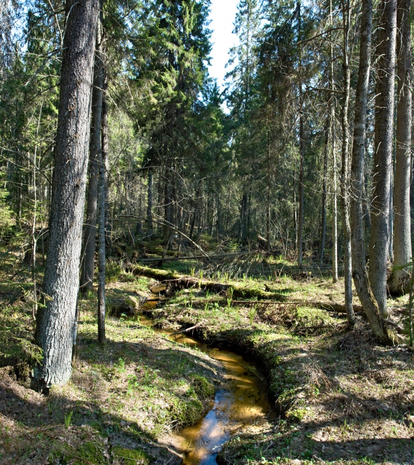 Кологривский лес