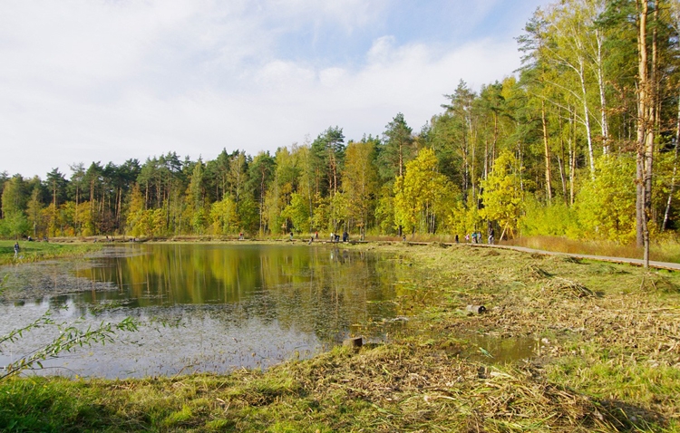 Парк мещерский лес фото